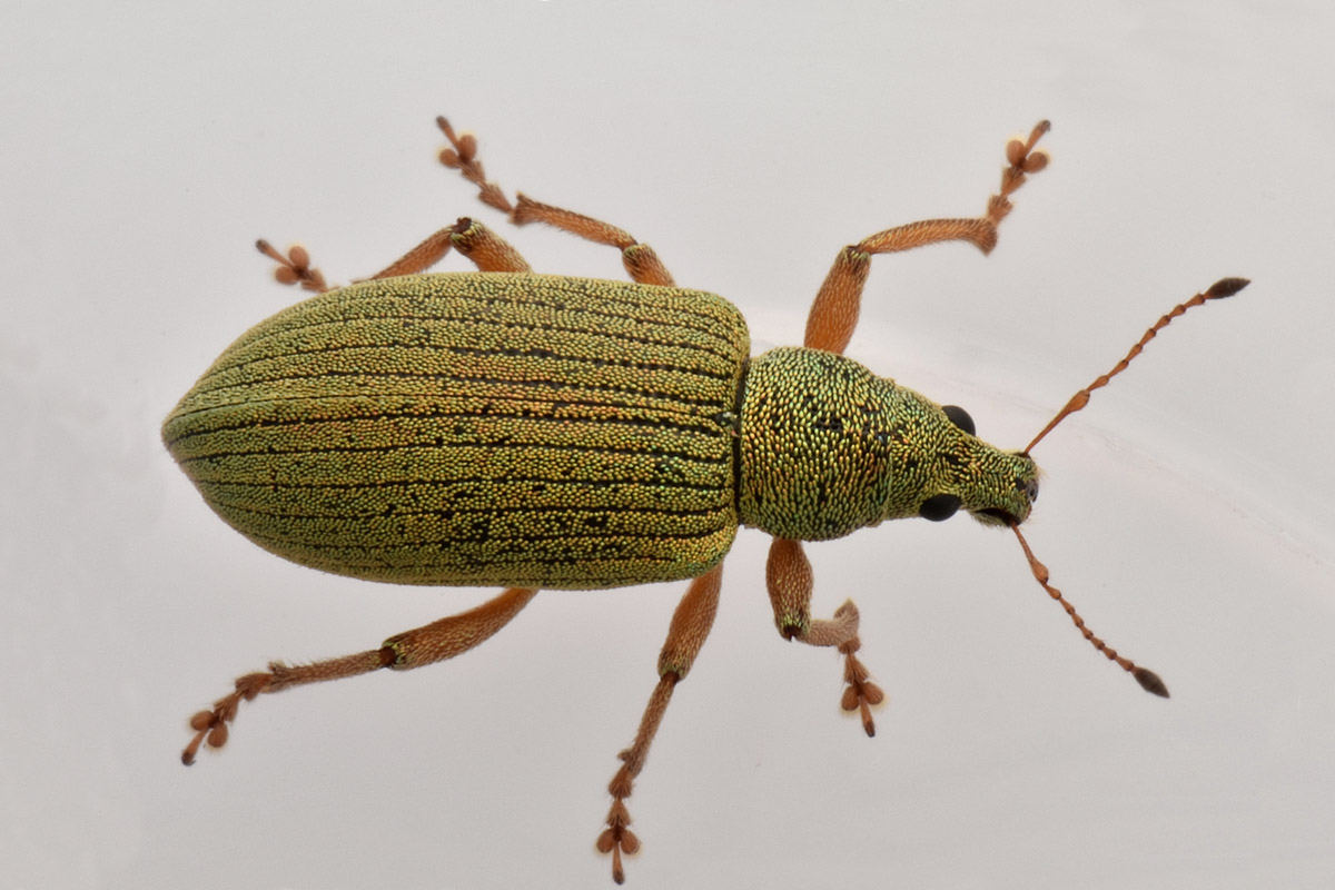 Curculionidae: Polydrusus  formosus?  No, Polydrusus frater